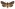 [Graphania pelanodes] (female). Noctuidae: Noctuinae Image