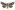 [Graphania pelanodes] (male). Noctuidae: Noctuinae Image
