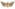 [Graphania prionistis] (female). Noctuidae: Noctuinae Image