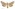 [Graphania prionistis] (female). Noctuidae: Noctuinae Image