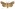 [Graphania rubescens] (male). Noctuidae: Noctuinae  Image