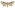 [Graphania scutata] (female). Noctuidae: Noctuinae Image