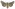 [Graphania sequens] (female). Noctuidae: Noctuinae Image