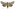 [Graphania sequens] (male). Noctuidae: Noctuinae Image