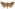 [Graphania sericata] (male). Noctuidae: Noctuinae Image