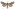 [Graphania ustistriga] (male). Noctuidae: Noctuinae Image