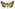 [Helicoverpa armigera] (female). Noctuidae: Heliothinae Image
