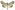 [Helicoverpa armigera] (male). Noctuidae: Heliothinae Image