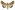 [Helicoverpa punctigera] (female). Noctuidae: Heliothinae. Irregular migrant to New Zealand.  Image