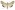 [Helicoverpa punctigera] (male). Noctuidae: Heliothinae. Irregular migrant to New Zealand.  Image