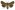 [Homohadena fortis] (male). Noctuidae: Noctuinae Image