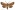 [Ichneutica ceraunias] (male). Noctuidae: Noctuinae Image