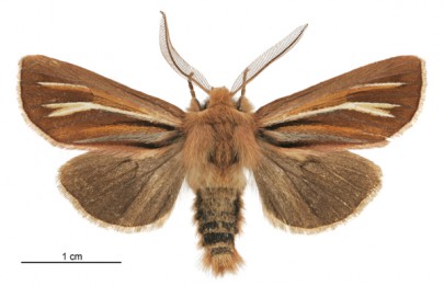 [Ichneutica ceraunias] (male). Noctuidae: Noctuinae. Image: Birgit E. Rhode