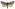 [Ichneutica dione] (male). Noctuidae: Noctuinae Image