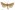 [Ichneutica lindsayi] (male). Noctuidae: Noctuinae Image