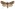 [Ichneutica marmorata] (female). Noctuidae: Noctuinae Image