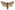 [Ichneutica notata] (female). Noctuidae: Noctuinae Image