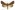 [Meterana alcyone] (male). Noctuidae: Noctuinae Image