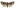 [Meterana asterope] (female). Noctuidae: Noctuinae Image