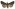 [Meterana asterope] (male). Noctuidae: Noctuinae.  Image