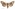 [Meterana coeleno] (female). Noctuidae: Noctuinae Image