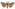 [Meterana coeleno] (male). Noctuidae: Noctuinae Image