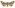 [Meterana decorata] (female). Noctuidae: Noctuinae Image
