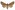 [Meterana diatmeta] (female). Noctuidae: Noctuinae Image