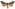 [Meterana diatmeta] (male). Noctuidae: Noctuinae Image