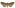 [Meterana grandiosa] (female). Noctuidae: Noctuinae Image