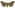 [Meterana inchoata] (female). Noctuidae: Noctuinae Image