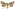 [Meterana levis] (female). Noctuidae: Noctuinae Image