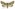 [Meterana levis] (male). Noctuidae: Noctuinae Image