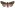 [Meterana meyricci] (female). Noctuidae: Noctuinae Image