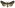 [Meterana ochthistis] (female). Noctuidae: Noctuinae Image