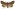 [Meterana ochthistis] (male). Noctuidae: Noctuinae Image