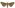[Meterana pictula] (female). Noctuidae: Noctuinae. Image