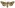[Meterana pictula] (male). Noctuidae: Noctuinae. Image
