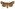 [Meterana praesignis] (male). Noctuidae: Noctuinae Image