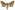 [Meterana stipata] (male). Noctuidae: Noctuinae Image