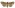 [Meterana tartarea] (female). Noctuidae: Noctuinae Image