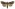 [Meterana tartarea] (male). Noctuidae: Noctuinae Image