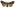 [Meterana vitiosa] (female). Noctuidae: Noctuinae Image
