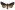 [Meterana vitiosa] (male). Noctuidae: Noctuinae Image