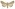 [Mythimna separata] (female). Noctuidae: Noctuinae Image