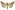 [Mythimna separata] (male). Noctuidae: Noctuinae Image