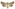 [Persectania aversa] (male). Noctuidae: Noctuinae Image