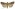 [Proteuxoa comma] (male). Noctuidae: Amphipyrinae Image
