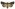 [Proteuxoa sanguinipuncta] (female). Noctuidae: Amphipyrinae Image