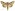[Thysanoplusia orichalcea] (male). Noctuidae: Plusiinae Image